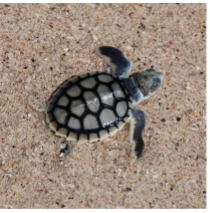 Sea Trials for Sea Turtle Tracking