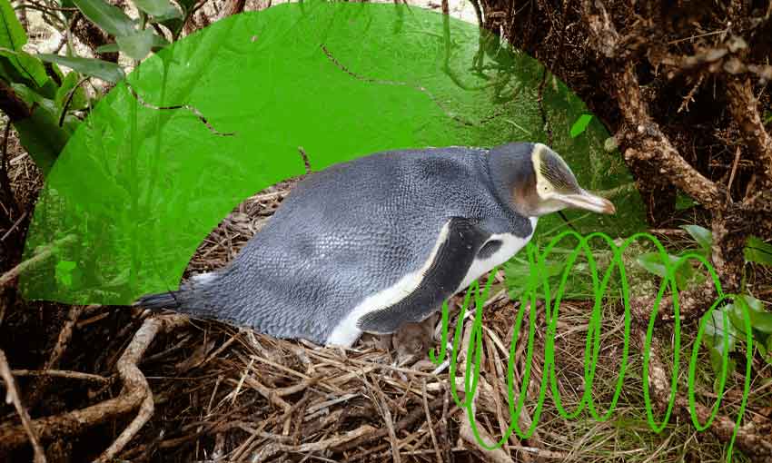 Yellow Eyed Penguin with Graphic