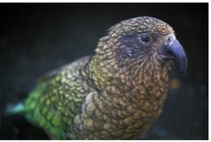 Tracking kea – New Zealand’s alpine parrot – in the rugged Southern Alps